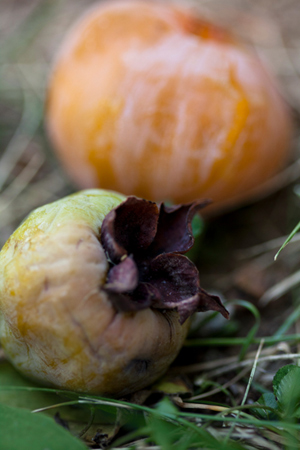 Soft mast such as these persimmons makes valuable wildlife food for deer, raccoons and other animals. Improving timber stands in late winter benefits wildlife and helps produce better hunting in the future. 

 </a><figcaption id=