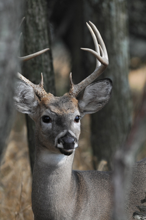 Kentucky deer hunters set a new harvest record for the 2012-2013 deer season that ended when archery deer season closed Jan. 21. They harvested 131,388 white-tailed deer, besting the previous record of 124,752 established during the 2004-2005 deer season.  

</a><figcaption id=