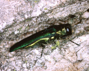 The emerald ash borer, an invasive beetle from Asia, is now in 21 Kentucky counties and causing the loss of thousands of ash trees. The emerald ash borer attacks all species of ash trees including the blue ash, white ash and green ash. The larvae of this beetle damage ash trees, impacting the flow of sugars and nutrients within the tree. 