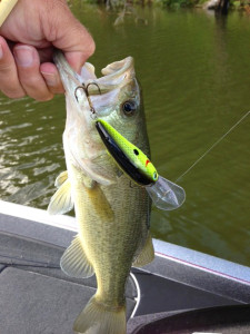 Scott Doan holding a bass caught last week on Cave Run Lake (photo submitted)