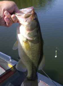 This Bass was caught with a swim jig fishing vertically  using electronics to spot fish. (Photo submitted)