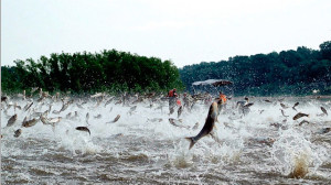 Sliver Carp leaping out of the water as boat traffic spurs an aerial display. (Photo courtesy of Kentucky Department of Fish and Wildlife.) 