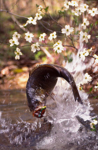 This leaping bass photograph has been on the cover of many outdoor magazines.  (Photo courtesy of Soc Clay, of South Shore, Ky.)                               