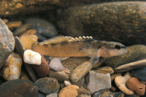 The Duskytail Darter, an endangered species was recently found in Lake Cumberland. (Photo by Dick Biggins.  Provided courtesy of the U.S. Fish and Wildlife Service). 