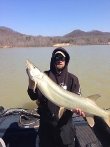 Justin Diller holding a 40-inch plus muskie, which he caught on Cave Run Lake this past week. (Photo submitted)