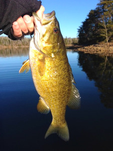 Scott Doan displays a smallmouth caught on Laurel Lake Feb. 22. (Photo submitted)