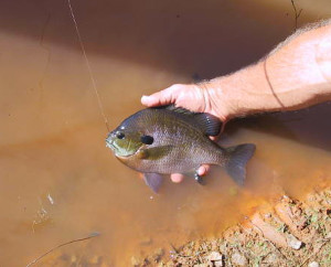 Bluegill should be spawning during the next full moon, a good time to take a kid fishing. (photo submitted)