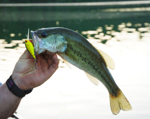 This is the lure to use if you want to catch bass in this post spawn period. (photo by Chris Erwin)