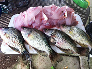 Greg Dowdy method has proven to produce good crappie on Cave Run Lake photo by Greg Dowdy