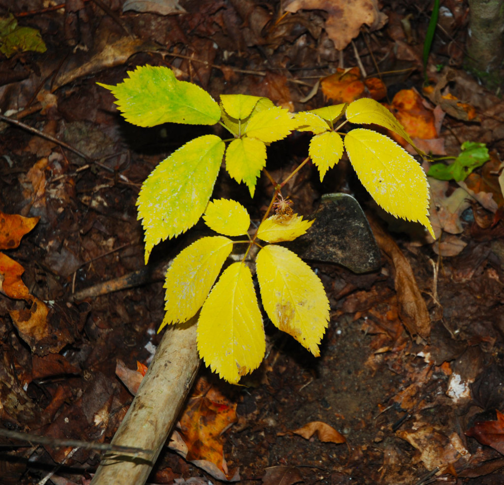 Hunting Ginseng in Kentucky KentuckyAngling News Magazine