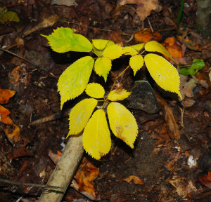In Kentucky, the minimum size of the ginseng you may harvest must be at least a three-prong plant. Here I have a picture of a three-prong ginseng plant, notice the three sets of leaves. One of the easy ways to identify this plant is by the saw-tooth edges of the leaves. Any berries must be planted within 50 feet of the harvested plant using only your finger to plant them. (Photo by Chris Erwin)