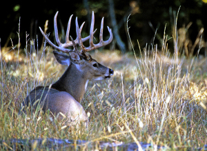If you plan to harvest a trophy buck scouting and being prepared will give you the best chance. (Photo courtesy of the Kentucky Department of Fish and Wildlife)