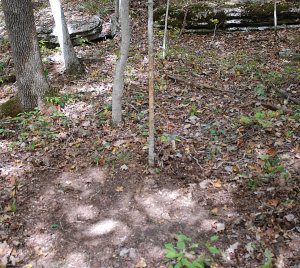 Finding scrapes and rubs can help you in the placement of stands during the rut. Here we have an old scrape that has already seen fresh rubs on a sapling this year. This is a prime location for a tree stand. (Photo by Chris Erwin)