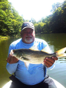 Steve Crum holding a Hybrid Striped Bass caught on Grayson Lake two weeks ago photo submitted)