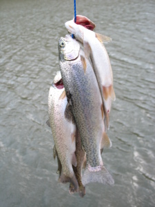 Officials are encouraging anglers to take trout from Cedar Creek Lake, which was stocked with 12,000 trout this fall. Anglers may keep up to eight fish. 