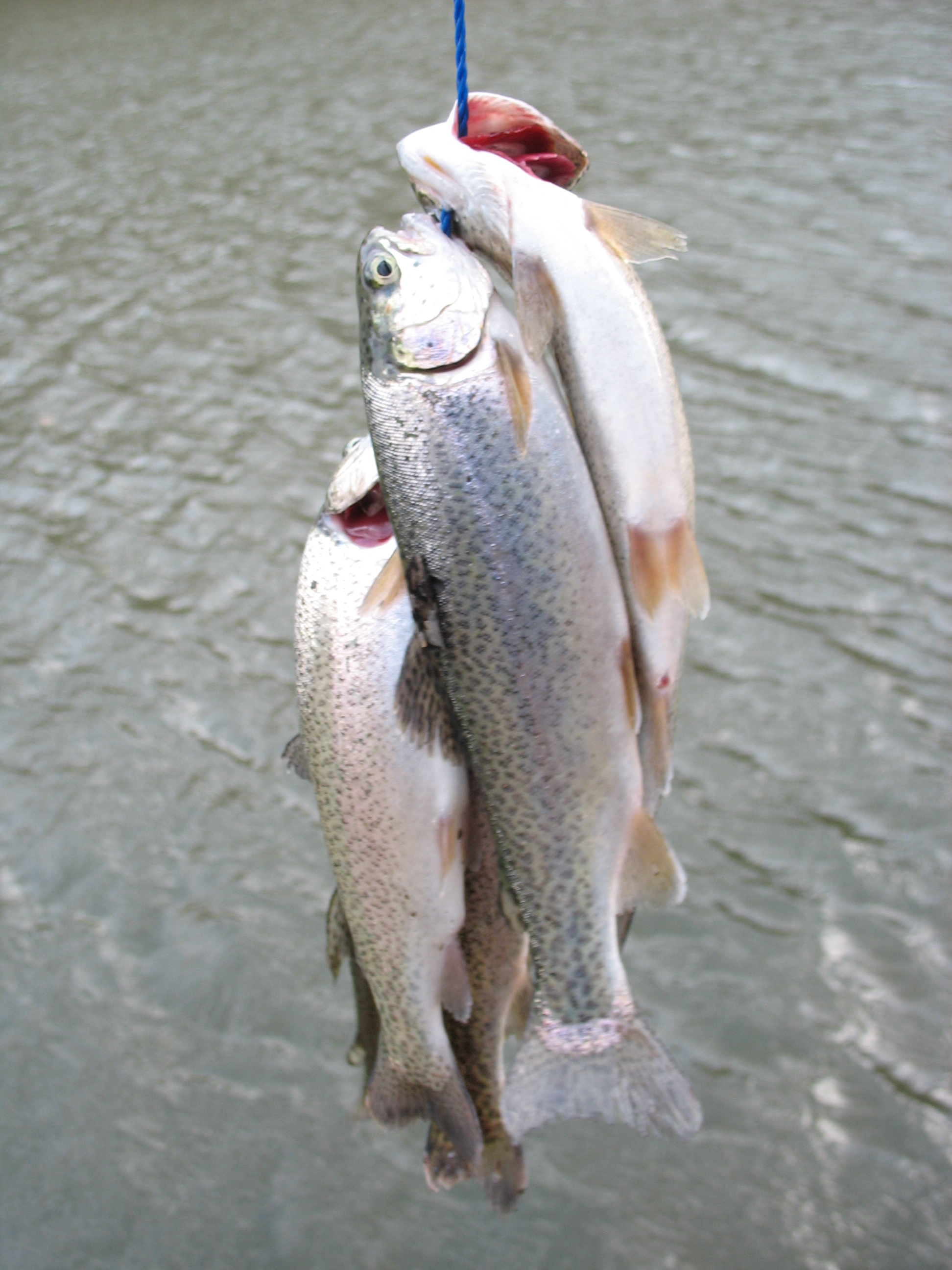Cedar Creek Lake receives 12,000 rainbow trout - KentuckyAngling News  Magazine