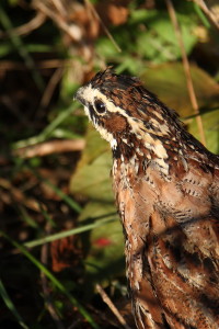 A report on the progress of the restoration of the northern bobwhite quail is due in early 2015 from the small game biologists with the Kentucky Department of Fish and Wildlife Resources. The quail focus areas scattered across Kentucky show marked increase in quail populations. The quail report is one of the things to look for from the wildlife division of Kentucky Fish and Wildlife in 2015.   