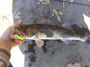 This Sauger was caught below the Greenup dam on a jig and grub. While most lakes are slow this fishery produces all winter. (submitted).