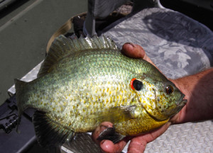 The Redear Sunfish is one of the first to spawn and the easiest to catch, when we see water temperatures move through the 60s. (photo submitted)                          