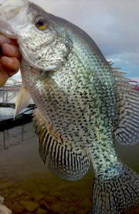 Crappie are really active in many of our lakes right now. Catches have been reported casting the banks and fishing deep water structure. (photo submitted)