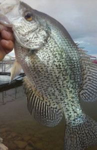 Crappie taken on Crankbait are often larger than the ones you catch on live bait.  (Photo submitted)