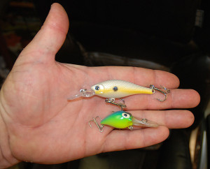  These are the crankbaits we were using to catch crappie, casting laydown trees. We also caught them on a Bandit crankbait the week before. (photo by Chris Erwin)