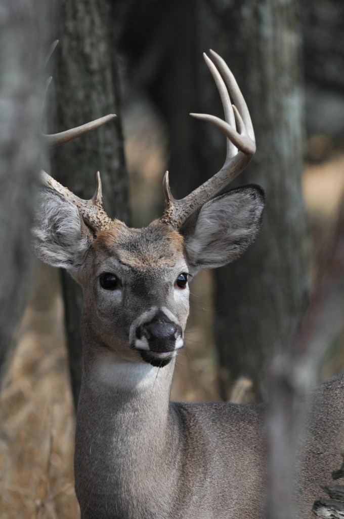 The 2015-16 deer season arrives Saturday, Sept. 5 with the start of the archery season, and the outlook points to another good season. Biologists say the herd is doing well and estimate it to number about 1 million at the outset.