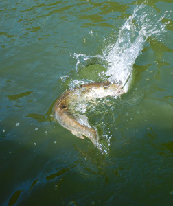 One of the small Muskie taking a topwater ripping bait