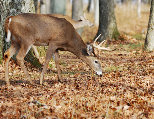 Kentucky deer hunters surpassed 150,000 deer harvested for the first time ever this season with the free youth weekend on Dec. 26-27, crossbow season until Dec. 31 and archery season until Jan. 18 still remaining. Kentucky hunters set the previous record with 144,409 deer harvested during the 2013-2014 deer seasons. They also set monthly harvest records this past September, October and November.  