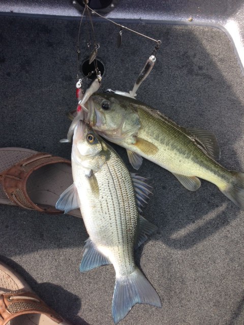 This is a typical a-rig, it has four spread apart wires and snaps for swimbaits and one in the center. (photo submitted by  Scott Doan)  