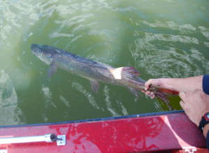 Author Chris Erwin releases a Muskie on Cave Run Lake