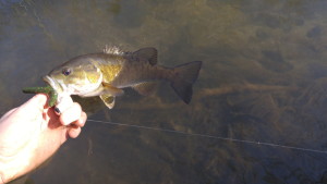 The author holds a smallmouth bass caught from a central Kentucky’s Elkhorn Creek on Feb. 1. Winter warm fronts bring stream smallmouth bass out from their winter lairs to feed.  