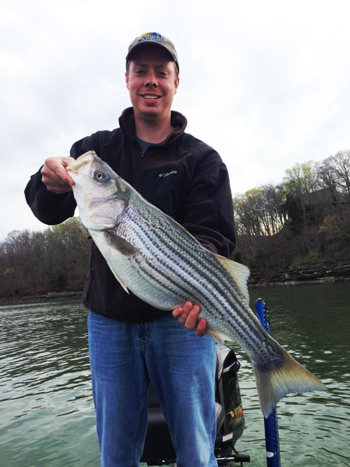 Nathan Brooks, videographer for the Kentucky Afield television show, holds a 37-inch striped bass he caught from Lake Cumberland last week. April winds bring good fishing for striped bass, crappie and white bass. 