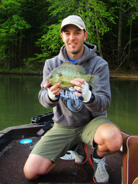 Jay Herrala, big rivers biologist, holds a quality redear sunfish caught May 8 from Kentucky Lake. May is prime time for redear sunfish, commonly called shellcrackers, and bluegill fishing across Kentucky.  