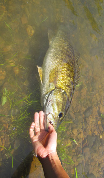 Ryan Kausing, fisheries technician for the Kentucky Department of Fish and Wildlife Resources, released a huge smallmouth bass captured during population sampling on Green River near Roachville Ford last spring. The stretch from Roachville Ford to Russell Island on Green River is one of three great floats stream smallmouth bass anglers may enjoy this summer.  