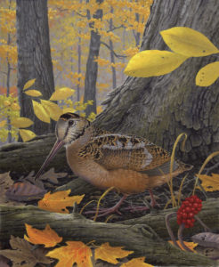 The season dates for American woodcock, as depicted in this painting by Kentucky Fish and Wildlife artist Rick Hill, changed for the 2016 season as did the September Canada goose season dates.