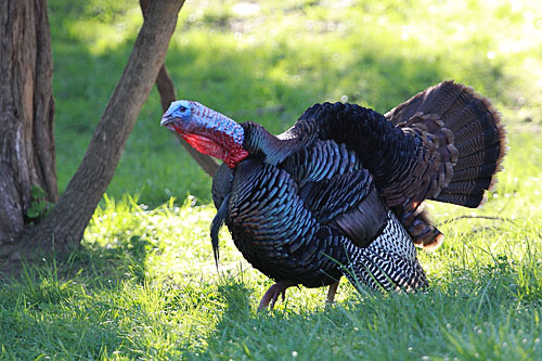 Zak Danks is the new wild turkey and ruffed grouse program coordinator for the Kentucky Department of Fish and Wildlife Resources. He answers five questions about his new role in this week’s Kentucky Afield Outdoors column.  