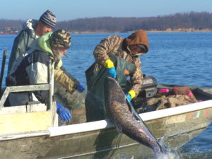 Asian carp photo by Paul Rister